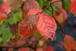 雨に濡れたナツハゼの紅葉
