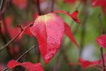 雨に濡れたナツハゼの赤い葉