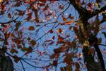 晩秋の青空に映えるナンキンハゼの紅葉と白い実