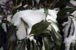 鶴見岳の木々に積もった雪