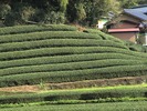 山の麓に造られた茶畑