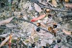 土に帰るドングリの実と枯れた落ち葉たち