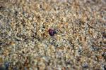砂浜に落ちたトベラの赤黒い種子