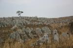 カルスト台地の石灰岩の群れ