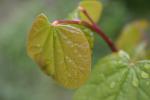 雨滴に濡れるハナズオウの若い葉