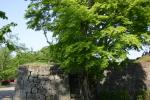 山城の石垣と新緑