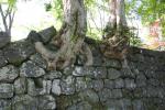 山城の古木と石垣
