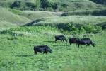 緑の宗谷丘陵と黒牛