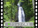 夏の奥入瀬「雲井の滝」