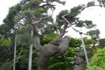 弘前城の古木名木「鶴の松」