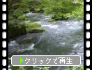 奥入瀬渓流「夏の森と阿修羅の流れ」