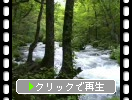 夏の奥入瀬「森と三乱の流れ」