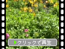 利尻島、海辺の花たち