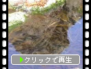 利尻島の揺れる海藻