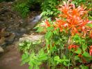 渓流と紅い花