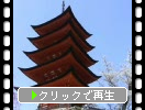 厳島神社の五重塔と桜