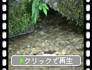 熊本の「いや川水源」