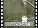 白鳥が泳ぐ江戸城の濠
