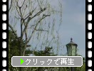 江戸城跡の柳並木