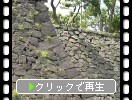江戸城石垣と初秋のススキ
