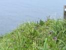 岬の草原に群生するアザミ