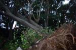 台風１３号による倒木