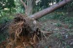 台風１３号による松の倒木