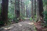 熊野古道「杉林と石畳の道」
