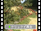 棚田の柿の木とヒガンバナ