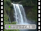初秋の富士山麓「音止の滝と流木」