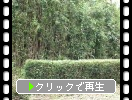 恩賜箱根公園の竹垣