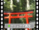 箱根神社の鳥居と参道