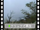 箱根、大涌谷のススキ