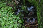 「浄蓮の滝」の渓流で育つワサビ