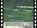 湧き水の柿田川とたなびく水草