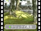 伊豆「修善寺」の苔庭に映る木漏れ日と木陰