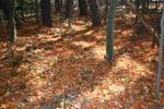 秋の軽井沢、落ち葉の絨毯