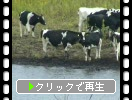 水場の乳牛たち