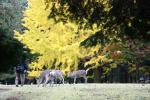 公園の黄葉盛りのイチョウと鹿たち