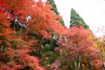 神護寺周辺の森の秋景色