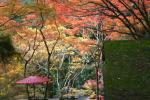 秋の神護寺「参道の茶屋風情」