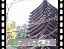 談山神社の十三重塔と紅葉