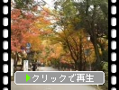 奈良公園の茶屋と紅葉