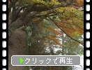 奈良公園の秋と東大寺大仏殿