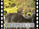 奈良公園の鹿と黄葉のイチョウ