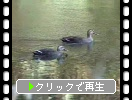 東大の三四郎池を泳ぐマガモ