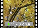 黄葉樹