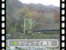 奥入瀬渓流に架かる吊り橋