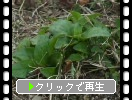 ウツボグサの葉