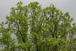 春・新緑期のユリノキの樹冠